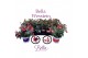 Fuchsia bella mix staand 