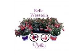 Fuchsia bella mix staand
