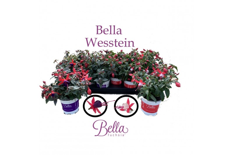 Fuchsia bella mix staand 