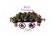 Fuchsia bella mix staand 