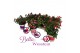 Fuchsia bella fuchsia mix 