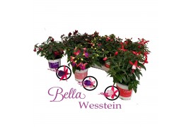 Fuchsia bella fuchsia mix