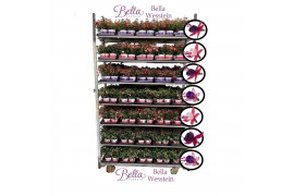Fuchsia bella mixkar Bella fuchsia Mixkar Staand (Kleur per laag)