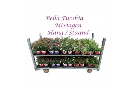 Fuchsia bella mixkar Bella Fuchsia Mixkar hang/staand  (Mix per laag)