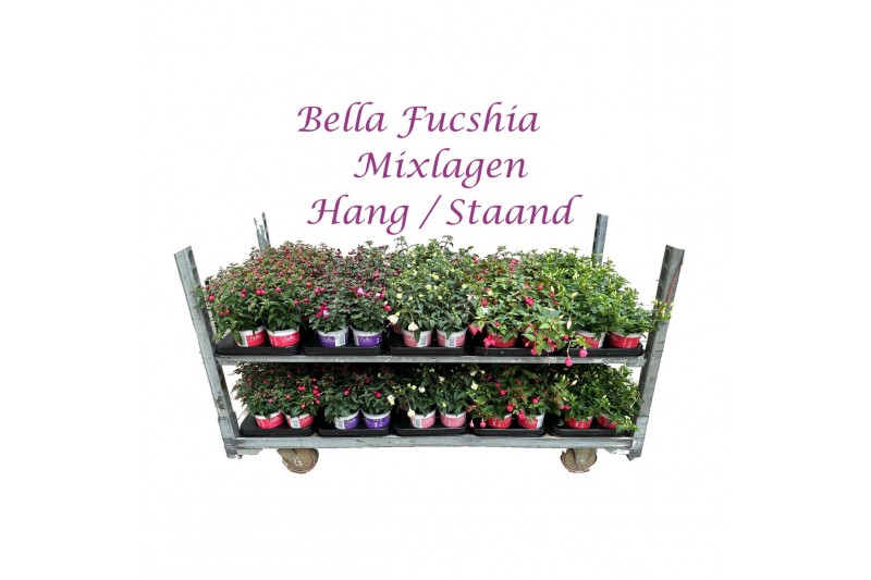 Fuchsia bella mixkar Bella Fuchsia Mixkar hang/staand  (Mix per laag) 