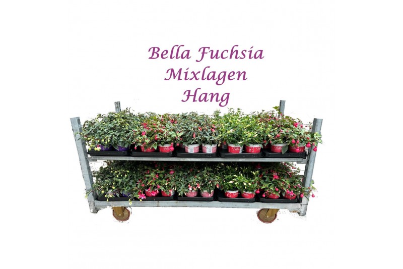 Fuchsia bella mixkar Bella Fuchsia Mixkar Hang (Mix per laag) 