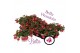 Fuchsia bella lydia hang 