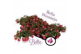Fuchsia bella lydia hang