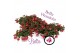 Fuchsia bella lydia hang 