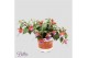 Fuchsia bella lydia hang 