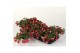 Fuchsia bella lydia hang 