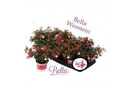 Fuchsia bella hilda hang