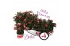 Fuchsia bella hilda hang 