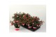 Fuchsia bella hilda hang 