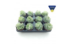 Echeveria elegans