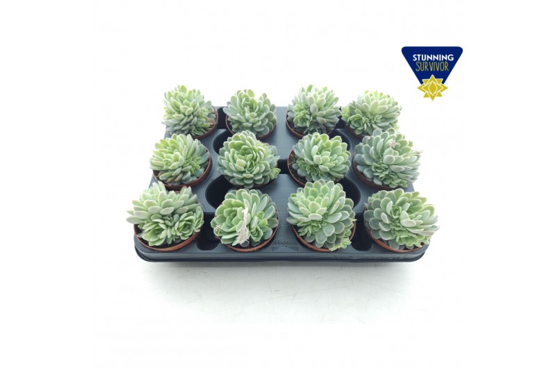 Echeveria elegans 