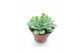 Echeveria elegans 