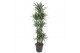 Dracaena fragr. der. warneckei 150-Carrousel 