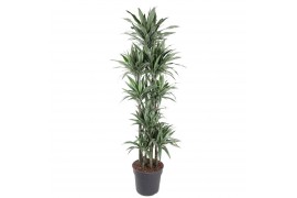 Dracaena fragr. der. warneckei 150-Carrousel