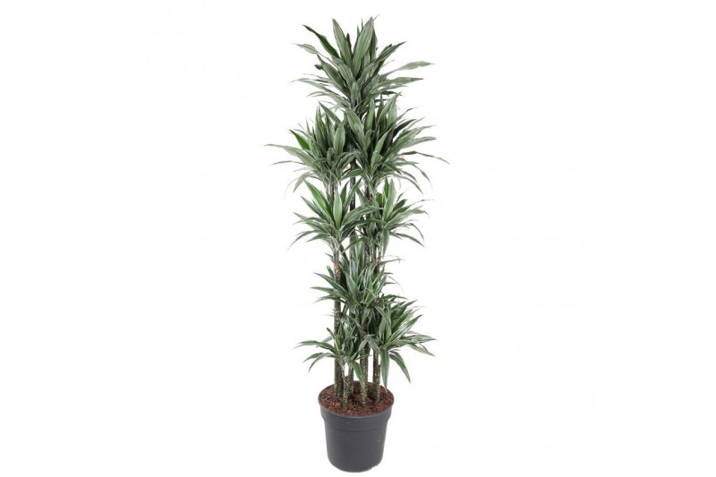 Dracaena fragr. der. warneckei 150-Carrousel 