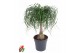 Beaucarnea recurvata Stam 