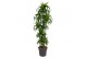 Dracaena fragr. hawaiian sunshine 150-carrousel 
