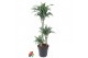 Dracaena fragr. compacta jade jewel 60-30-15 