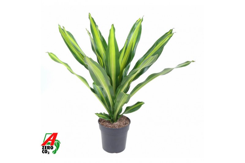 Dracaena fragr. burley 
