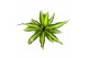 Dracaena fragr. burley 