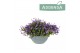 Campanula port. ambella purple Schaal paars 