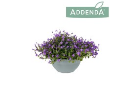Campanula port. ambella purple Schaal paars