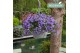 Campanula port. ambella purple Schaal paars 