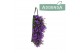 Campanula port. ambella purple Wandhanger paars 