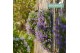 Campanula port. ambella purple Wandhanger paars 