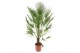 Chamaerops humilis Chamaerops humilis / Eagle palm P30 160-170cm 