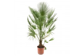Chamaerops humilis Chamaerops humilis / Eagle palm P30 160-170cm