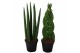 Sansevieria cylindrica spaghetti mix 