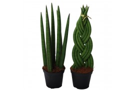 Sansevieria cylindrica spaghetti mix