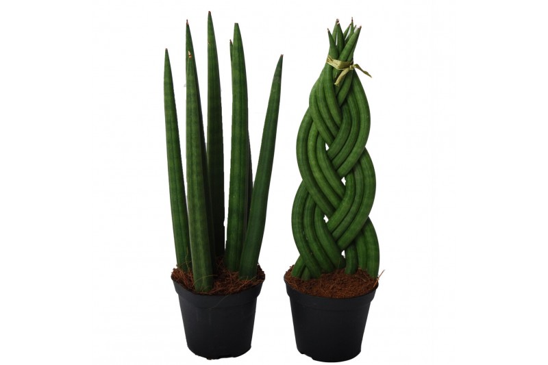 Sansevieria cylindrica spaghetti mix 