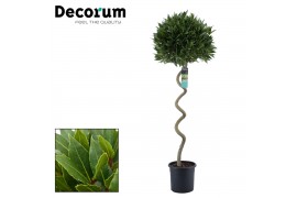 Laurus nobilis Kurketrekker 50 cm diameter