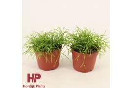 Rhipsalis baccifera oasis