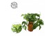 Monstera minima 