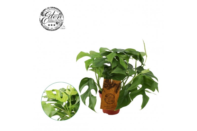 Monstera minima 