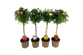 Rosa mix kar stamroos