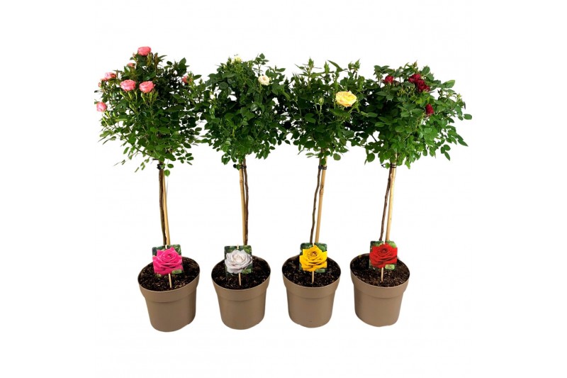 Rosa mix kar stamroos 