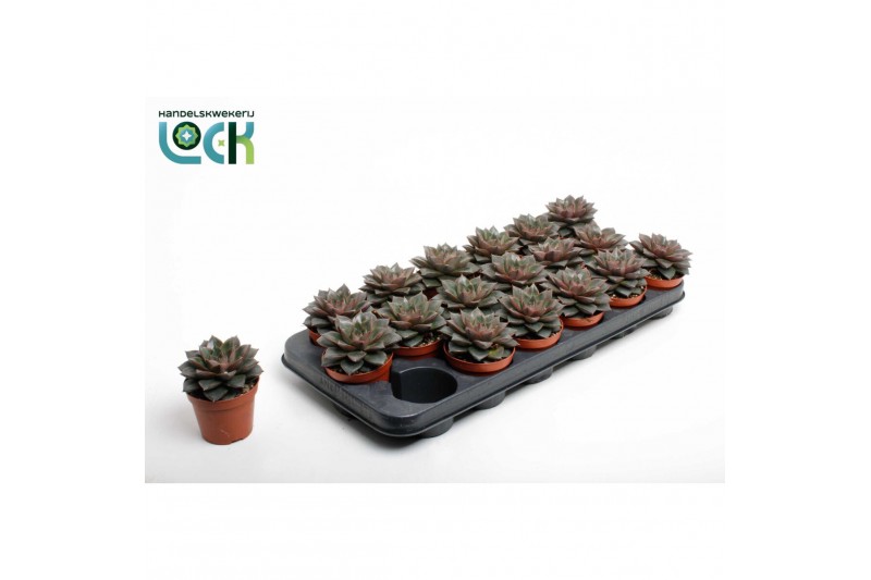 Echeveria zonder bloem Echeveria Purpusorum 