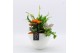Arrangementen kamerplanten BACR-2510OR Basic fundamentals 3 pp 