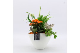 Arrangementen kamerplanten BACR-2510OR Basic fundamentals 3 pp