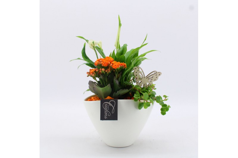 Arrangementen kamerplanten BACR-2510OR Basic fundamentals 3 pp 