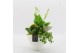 Arrangementen kamerplanten BACR-2510G Basic fundamentals 3 pp 